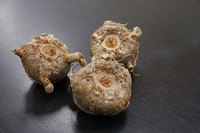 s-20120301-1.jpg
