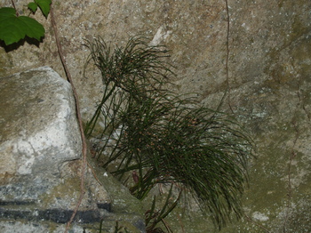 psilotum.jpg
