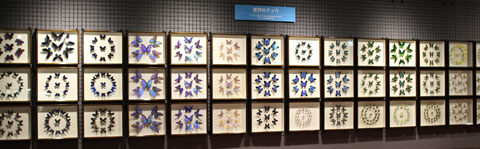 butterfly_7972.jpg