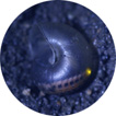 droppedImage-5.jpg