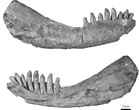 Pachygenys-adachii_mini3.jpg