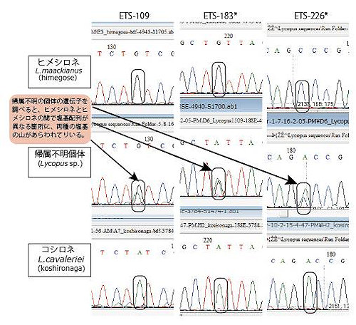 http://www.hitohaku.jp/research/h-research/hybridization-lc%26lm.jpg