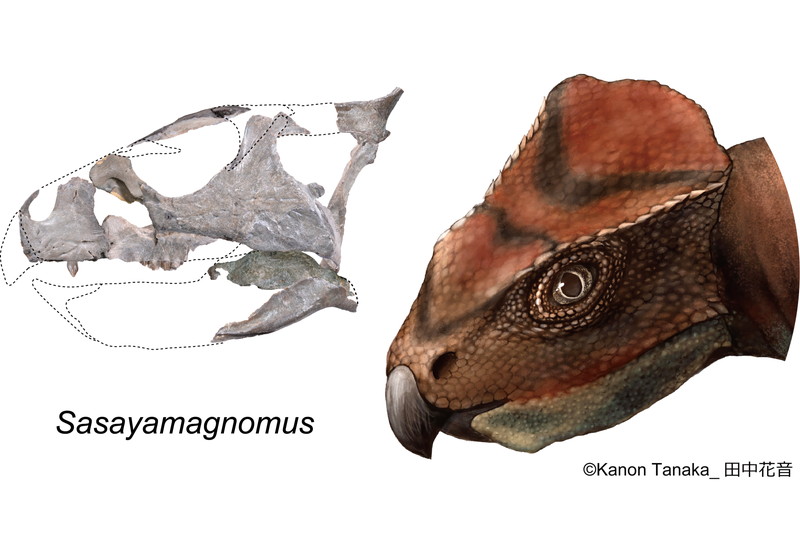 Sasayamagnomus_Japanese.jpg
