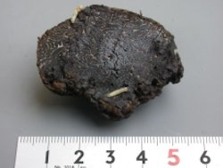 truffe6.jpg