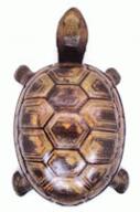 turtle-toy1.jpg