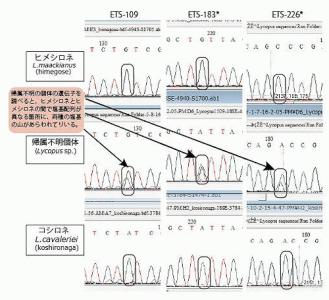 hybridization-lc&lm.jpg