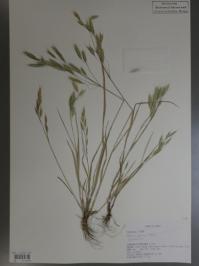 Poaceae2.jpg