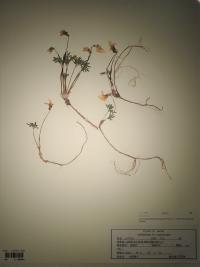specimen2019-1_higosumire.jpg