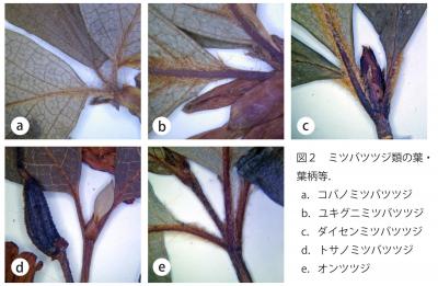 30thanniv-plantsofhyogo-fig2n.jpg