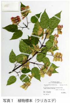 30thanniv-plantsofhyogo-pic1n.jpg