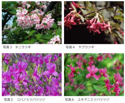30thanniv-plantsofhyogo-pic3-6n.jpg
