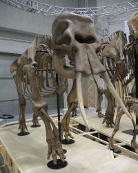 30thanniv_07_Naumann-elephant-ancestry_fig1.jpg