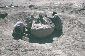 30thanniv_N07_aumann-elephant-ancestry_fig4.jpg