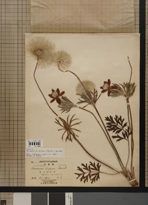 shoei-herbarium2020_photo3.jpg