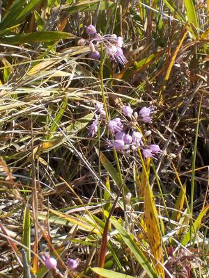 30thanniv_09_allium-thunbergii_pict1.jpg