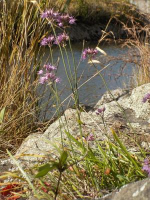 30thanniv_09_allium-thunbergii_pict2.jpg