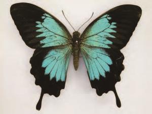 1_papilionidae_top-a.jpg