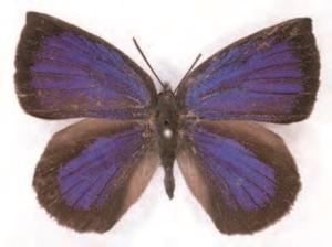 5_lycaenidae_top-a.jpg