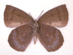 5_lycaenidae_top-b.jpg