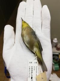 birds-specimen2021_fig2.jpg