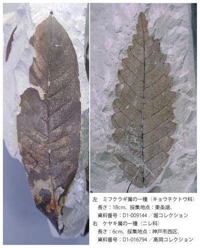 30thanniv_18-fig4.png