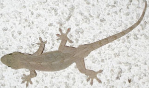 specimen2021-9_2.png