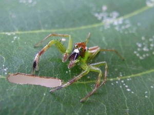 シリーズ 人と自然 地域と向き合う 人博の多様な調査 研究活動の歩み 第26回 第30回 兵庫県立 人と自然の博物館 ひとはく