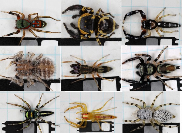 シリーズ 人と自然 地域と向き合う 人博の多様な調査 研究活動の歩み 第26回 第30回 兵庫県立 人と自然の博物館 ひとはく