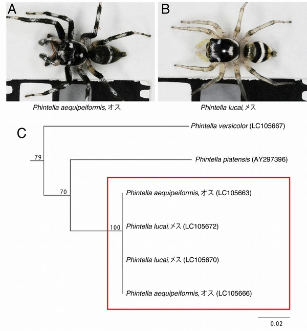 シリーズ 人と自然 地域と向き合う 人博の多様な調査 研究活動の歩み 第26回 第30回 兵庫県立 人と自然の博物館 ひとはく