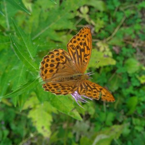 tajima-nature2022_0821-1.jpg