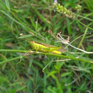 tajima-nature2022_0827-1.jpg