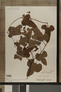 specimen2022-3_1.jpg