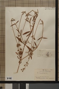 specimen2022-3_2.jpg