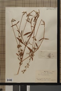 specimen2023-1_2.jpg