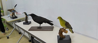 鳥標本.jpg