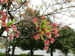 150414sakura.jpg