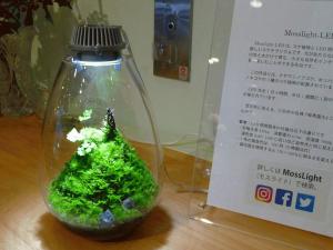 s-MossLight-LED  hitohaku1 (4).jpg