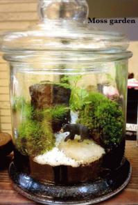 terrarium3.JPG