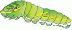 caterpillar1.jpg