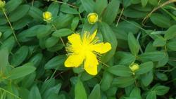 Hypericum sp. no hana 200529  s-IMGP3573.jpg