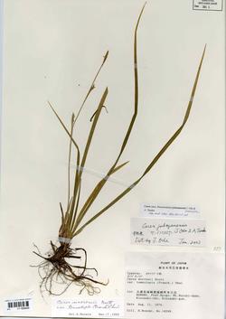 Carex jubozanensis J. Oda etA. Tanaka.jpg