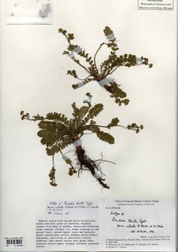 Potentilla tristis forma ciliata H. Ikeda et H. Ohba.jpg