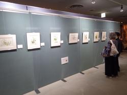 田地川植物画個展 全景3.jpg