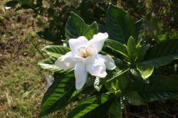 250628 kuchinashi no hana s-IMG_2144.jpg