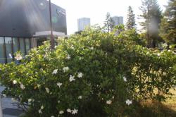 250628 kuchinashi no hana s-IMG_2153.jpg