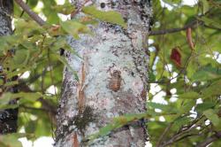 250720 kumazemi no youcyuu s-IMG_4716.jpg