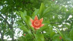 250620 zakuro no hana no hanabira ga ochita gaku s-IMGP0018.jpg