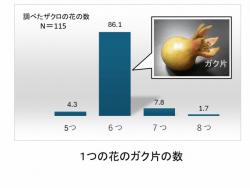 s-ザクロの落ちたガクのガク片数2025.jpg