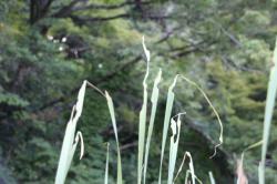 250902 hanenagabatta ga himegama no ha wo tabete iru s-IMG_0552.jpg
