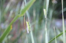 250902 hanenagabatta ga himegama no ha wo tabete iru s-IMG_0489.jpg
